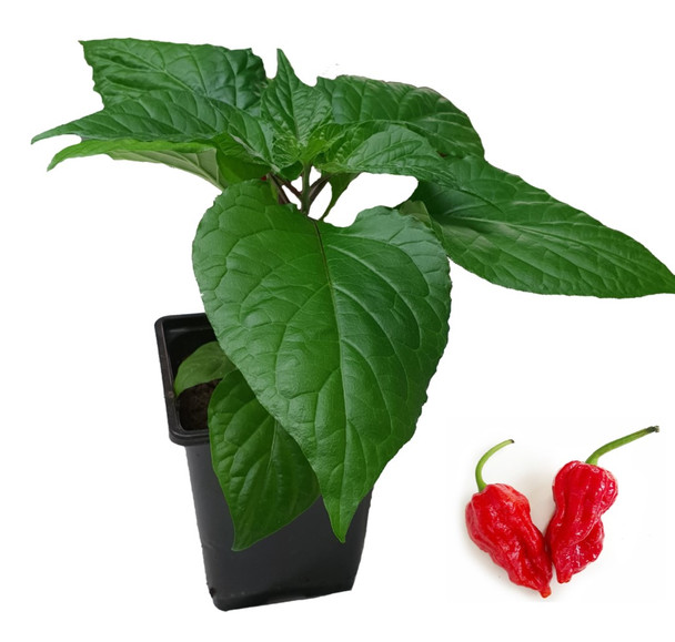 7 Pot Barrackpore 9cm Chilli Plant Image by CHILLIESontheWEB