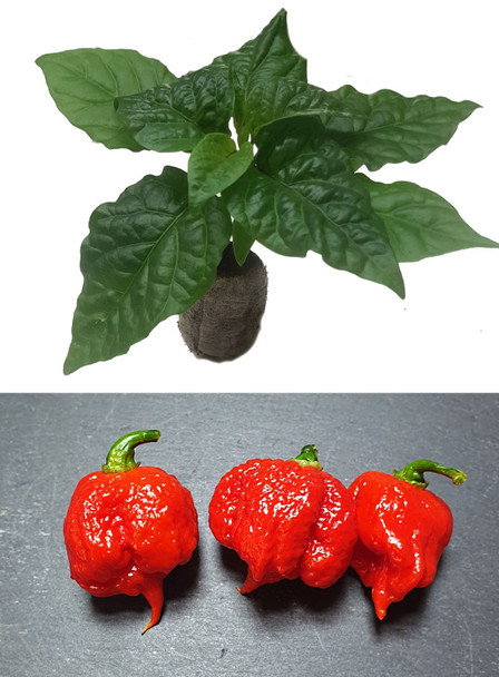Dragons Breath Chilli Plant Image by CHILLIESontheWEB