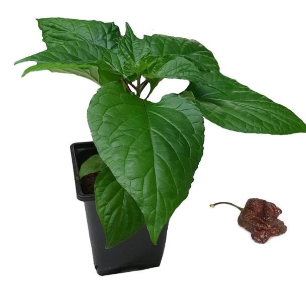 Chocolate Moruga Brains 9cm Chilli Plant Image by CHILLIESontheWEB