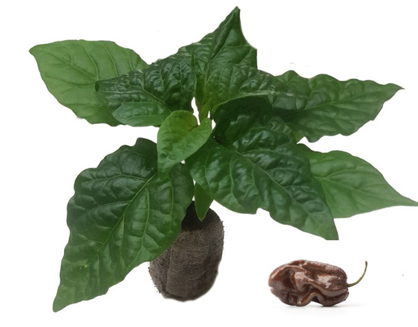 Scotch Bonnet Chocolate Chilli Seedling Plant Image by CHILLIESontheWEB