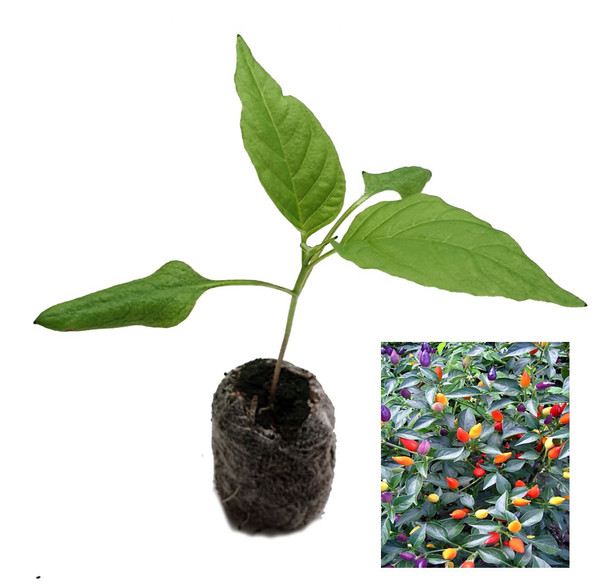 Bolivian Rainbow Chilli Plant Image by CHILLIESontheWEB