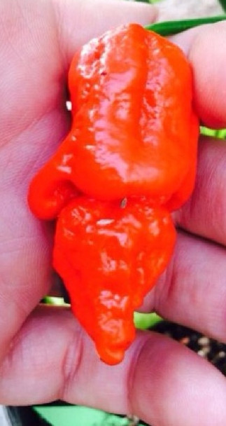 Apocalypse Naga Bhut Chilli Image by CHILLIESontheWEB