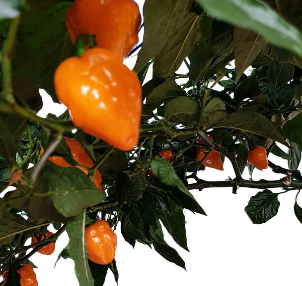 Devils Tongue x Orange Scorpion Chilli Seeds