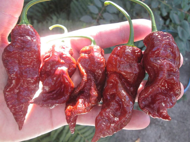 Jays Chocolate Ghost Hybrid Chilli Seeds Image by CHILLIESontheWEB