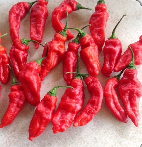 Caramel Bhut x Cayenne Hybrid Chilli Seeds Image by CHILLIESontheWEB