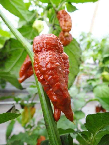 Brown Bhutlah Hybrid Chilli Seeds Image by CHILLIESontheWEB