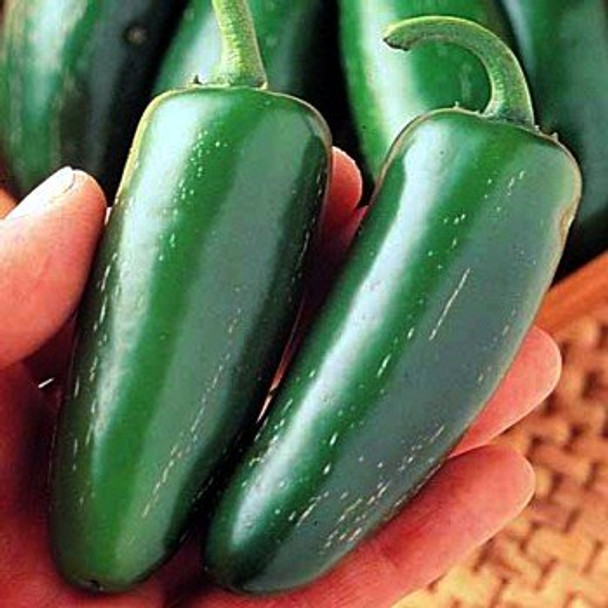 Macho Nacho Jalapeno Chilli Seeds Image by CHILLIESontheWEB