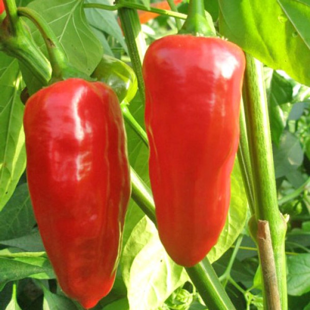 Mojo Red Chilli Seeds Image by CHILLIESontheWEB