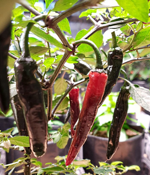 Thai TQ Black Chilli Seeds Image by CHILLIESontheWEB