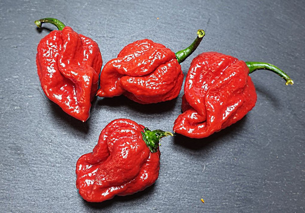 Naga Viper Chilli Seeds Image by CHILLIESontheWEB