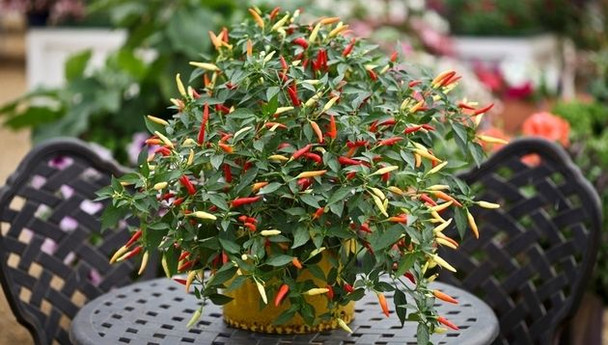 Basket of Fire Chilli Seeds Image by CHILLIESontheWEB