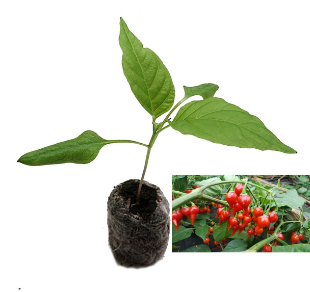 Biquinho Red Chilli Plant Image by CHILLILESontheWEB