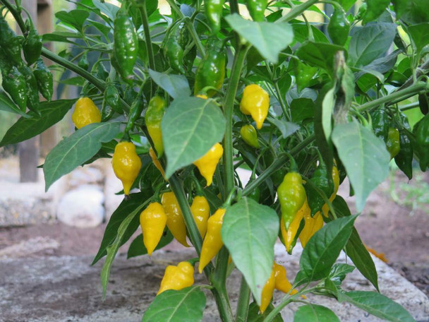 Habanero Limon Chilli Seeds Image by CHILLIESontheWEB