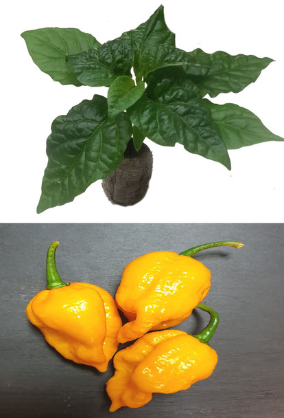 Brazilian Ghost Yellow Chilli Seedling Plant Image by CHILLIESontheWEB