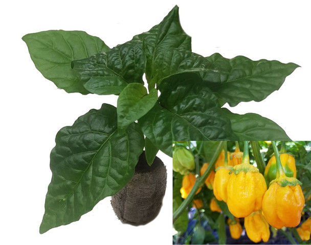 7 Pot Bubblegum Yellow Chilli Seedling Plant Image by CHILLIESontheWEB