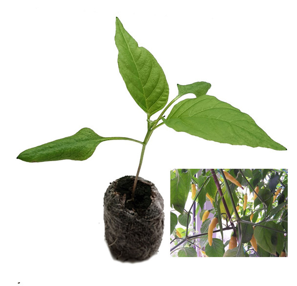 Aji Lemon Chilli Seedling Plant Image by CHILLIESontheWEB