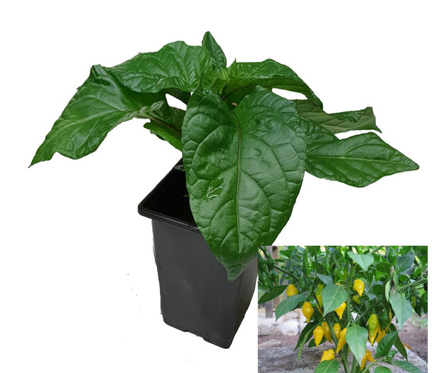 Habanero Limon 9cm Chilli Plant Image by CHILLIESontheWEB