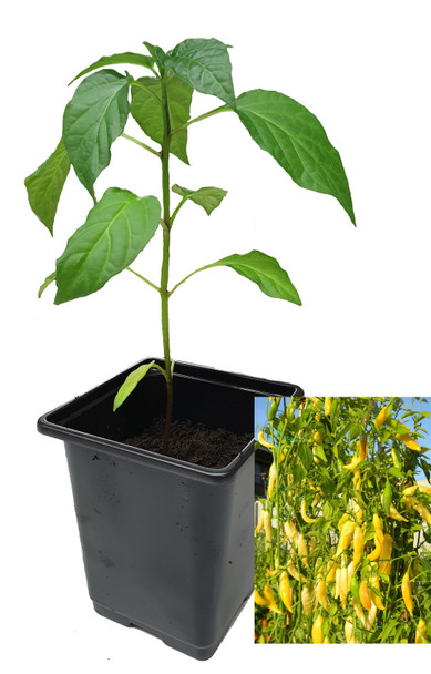 Aji Pineapple 9cm Chilli Plant Image by CHILLIESontheWEB