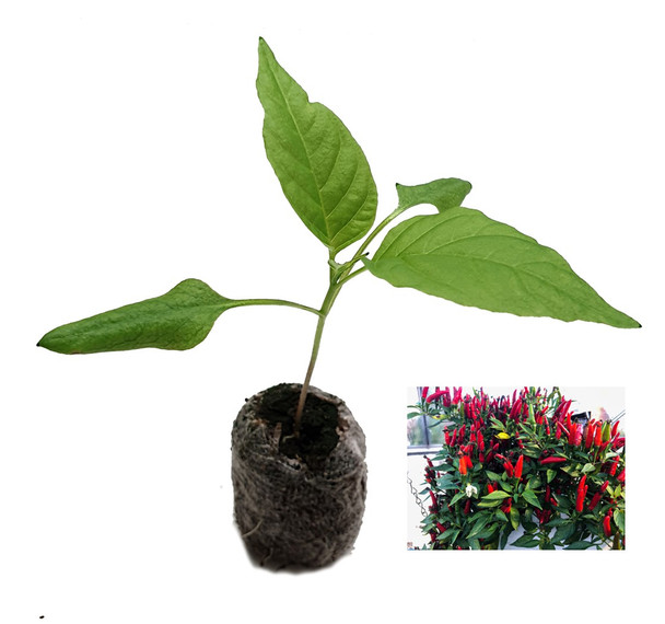 Birdseye Italico Chilli Seedling Plant Image by CHILLIESontheWEB