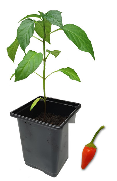 Turkish Pepper 9cm Chilli Plant Image by CHILLIESontheWEB