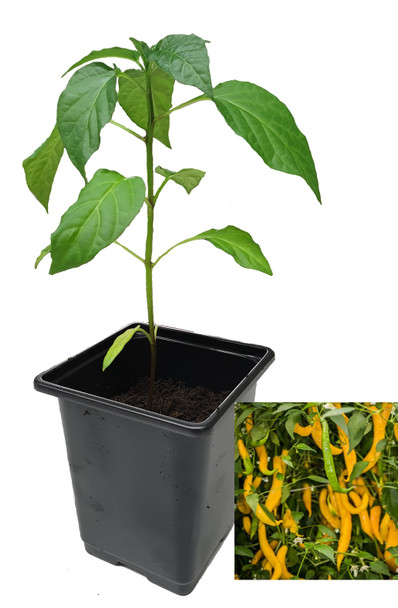Aji Guyana 9cm Chilli Plant Image by CHILLIESontheWEB