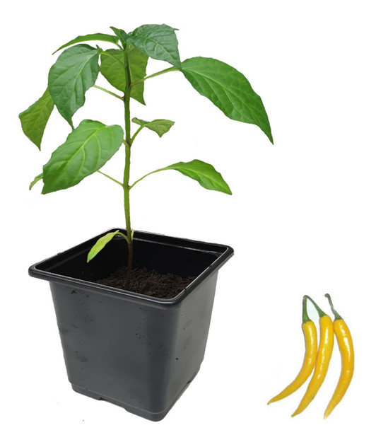 Golden Cayenne 9cm Chilli Plant Image by CHILLIESontheWEB
