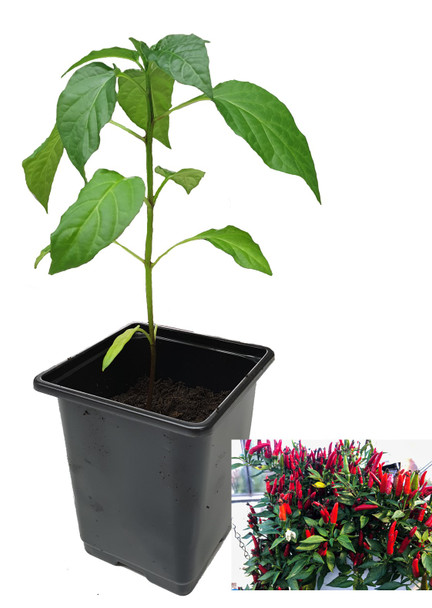 Birdseye Italico 9cm Chilli Plant Image by CHILLIESontheWEB