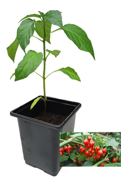 Biquinho Red 9cm Chilli Plant Image by CHILLIESontheWEB