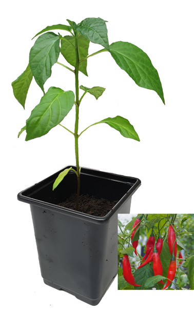 Aji Rojo 9cm Chilli Plant Image by CHILLIESontheWEB