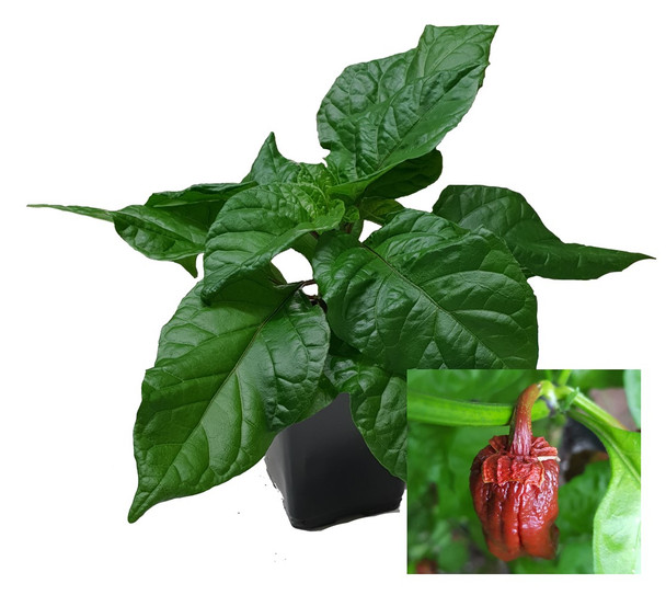 7 Pot Bubblegum Chocolate 9cm Chilli Plant Image by CHILLIESontheWEB