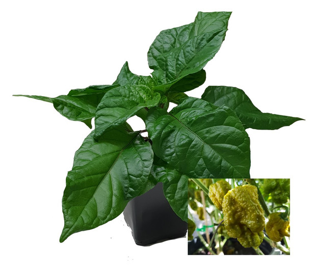 Big Mustard Mama 9cm Chilli Plant Image by CHILLIESontheWEB