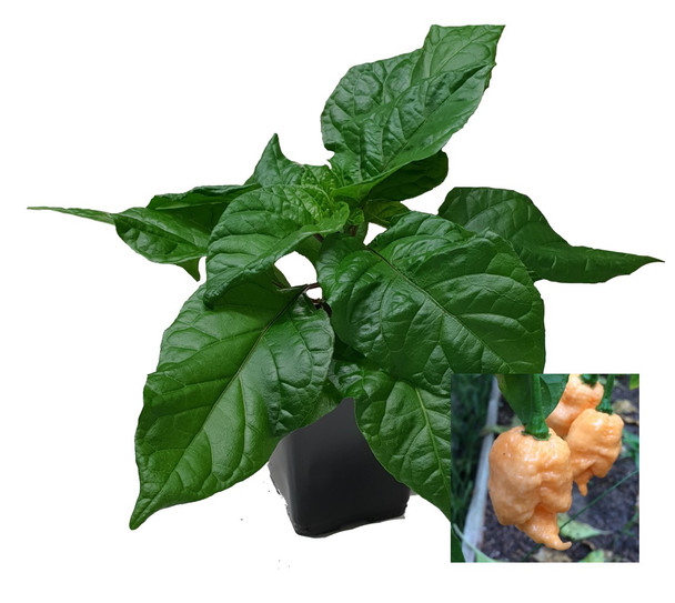 Carolina Reaper Peach 9cm Chilli Plant Image by CHILLIESontheWEB