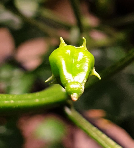 Aji Valle de Canca Chilli Pod looking Dragon like Image by CHILLIESontheWEB