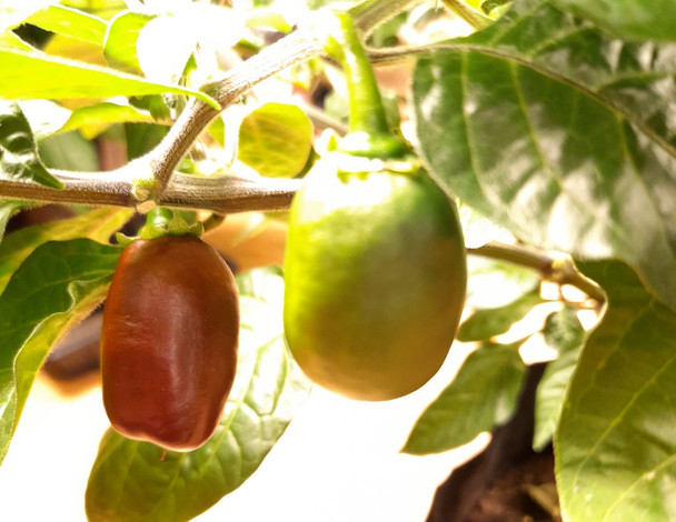 Coffee Chilli Plant Image by CHILLIESontheWEB