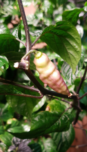 Golden Prawn Chilli Plant Image by CHILLIESontheWEB