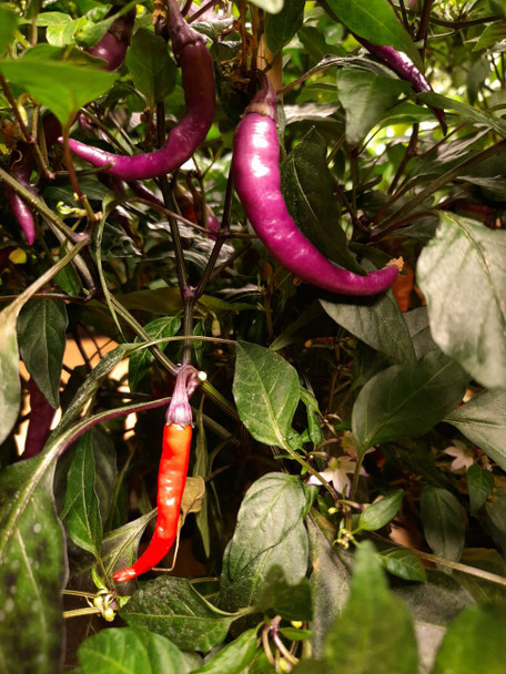 Buena Mulata Chilli Plant Image by CHILLIESontheWEB