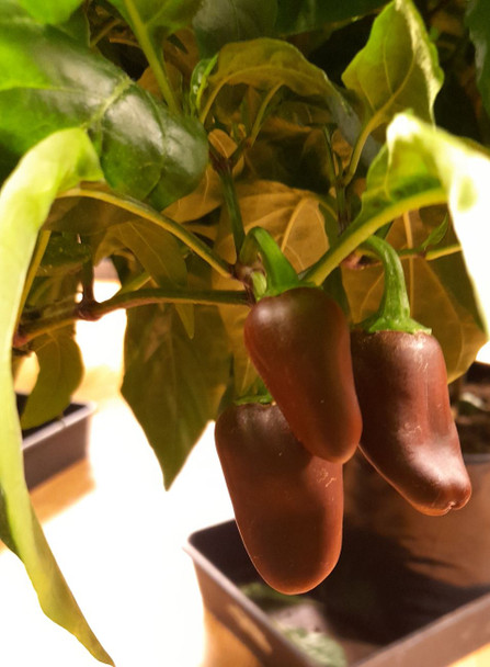 Jalapeno Brown Chilli Plant Image by CHILLIESontheWEB