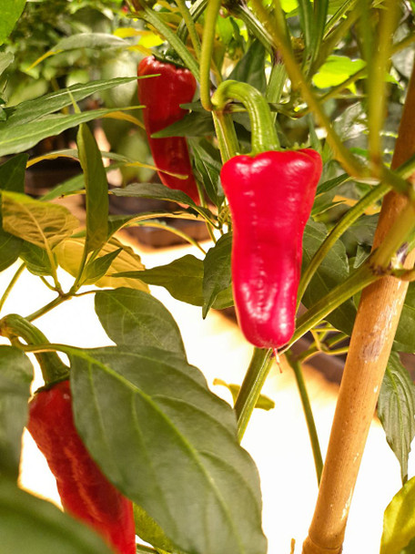 Santo Domingo Pueblo Chilli Plant Image by CHILLIESontheWEB