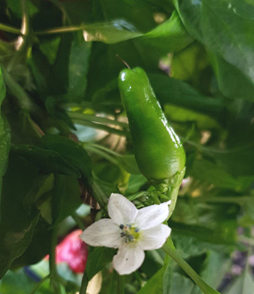 Escondida Chilli Plant Image by CHILLIESontheWEB