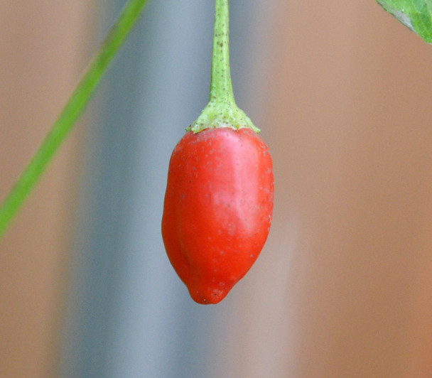 Inca Berry Chilli Plant Image by CHILLIESontheWEB