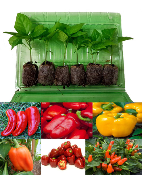 6 Pack of Mixed Chilli Seedling Plants Image by CHILLIESontheWEB