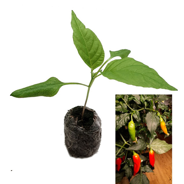 Aji Valle de Canca Chilli Seedling Plant Image by CHILLIESontheWEB