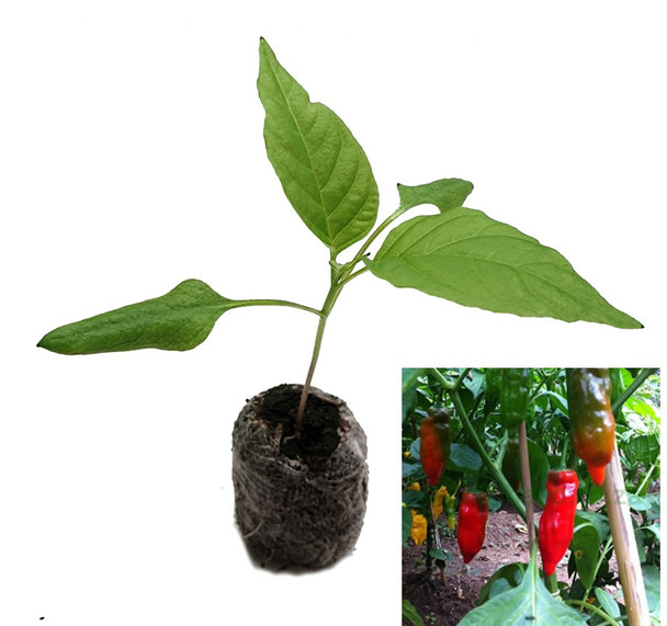 Aji Verde Chilli Plant Image by CHILLIESontheWEB