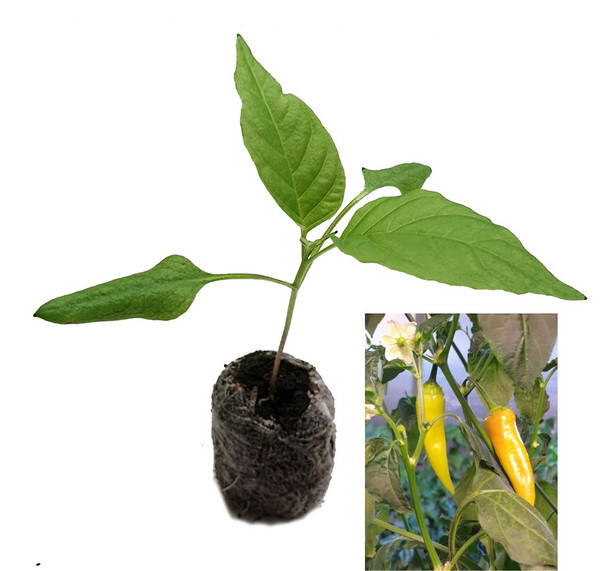 Aji Guyana Chilli Plant Image by CHILLIESontheWEB