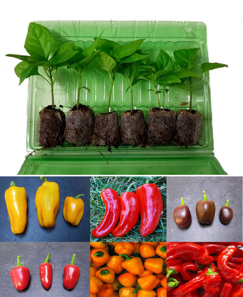 6 Pack of Sweet Peppers - Mixed 1 Seedlings Image by CHILLIESontheWEB