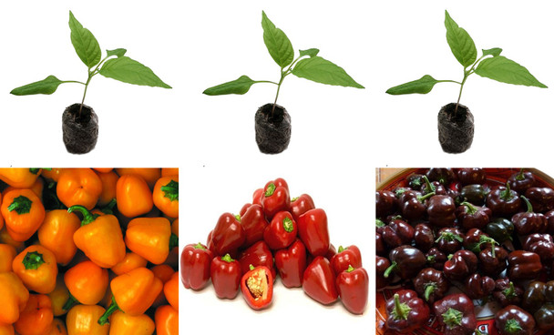 3 Pack of Mini Bell Sweet Peppers Image by CHILLIESontheWEB