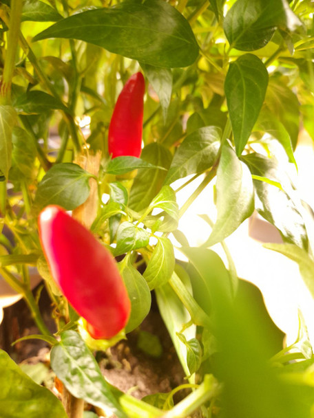 Aji Camba Chilli Plant Image by CHILLIESontheWEB