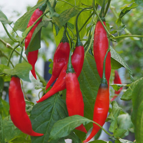 Aji Rojo Chilli Plant Image by CHILLIESontheWEB