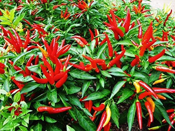 Piccante a Mazzetti Chilli Plant Image by Chillies on the Web