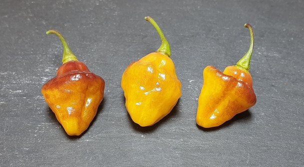 Bolivian Bumpy Mature Chilli Pods Image By CHILLIESontheWEB